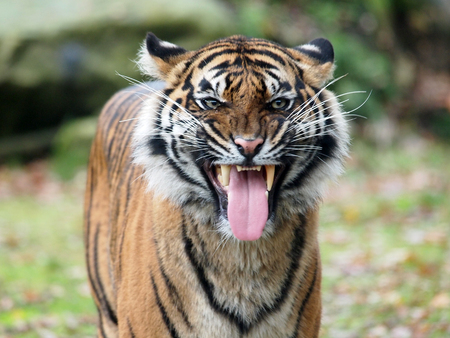 Tigerの写真素材