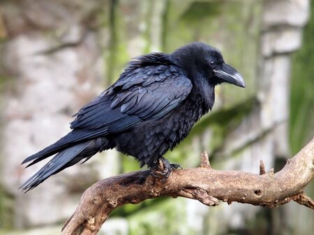 Ravenの写真素材