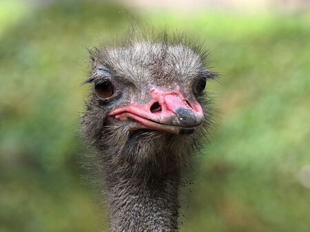 Ostrich