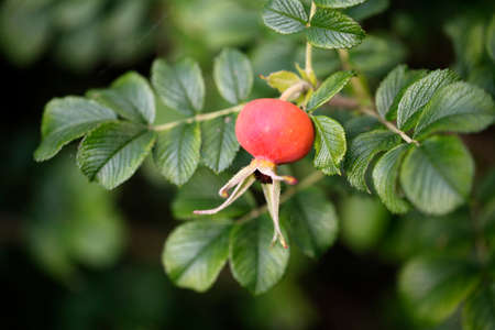 Rosehipの写真素材