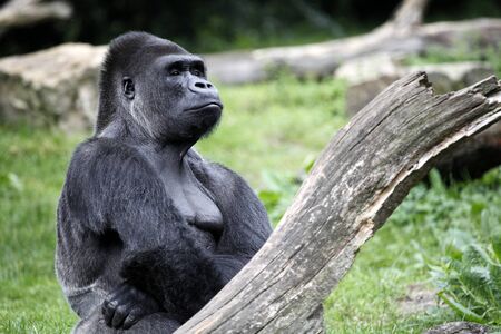 Gorilla silverbackの写真素材