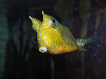 Horned boxfishの写真素材