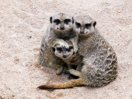 Meerkatsの写真素材