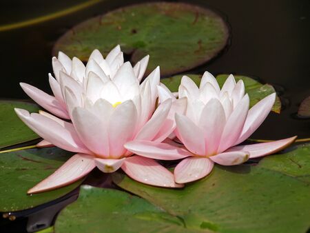 Water liliesの写真素材