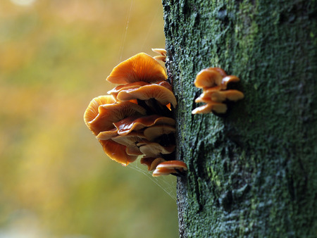 Mushrooms on a treeの写真素材