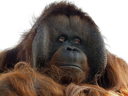 Orang Utanの写真素材