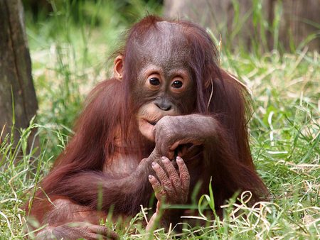 Orang utanの写真素材