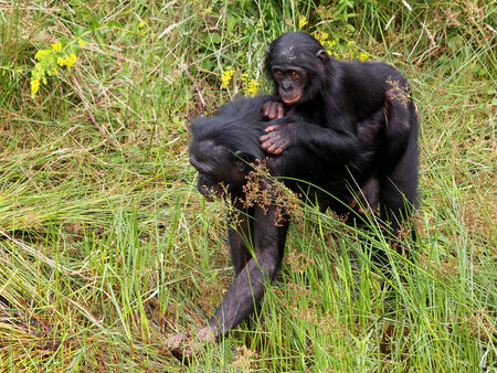 Bonoboの写真素材