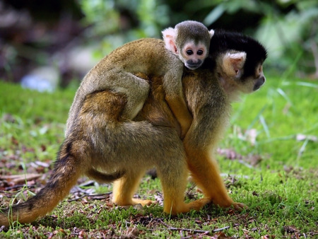 Squirrel monkey