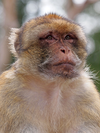 Berber Monkeyの写真素材