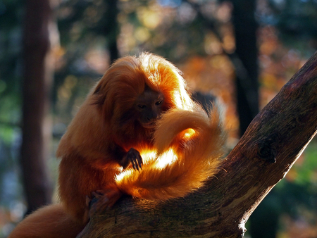 Golden Lion Tamarinの写真素材