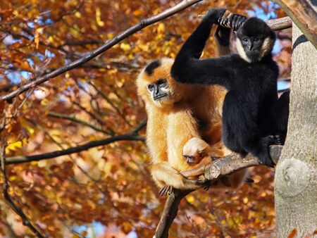 gibbon couple with childの写真素材