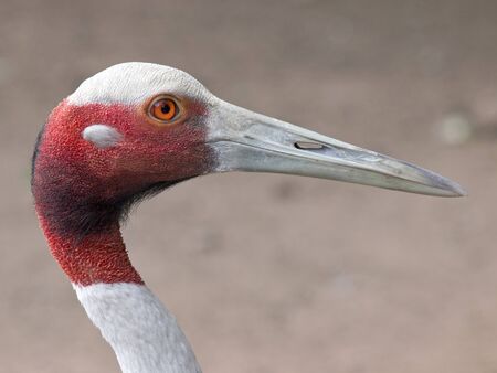 Sarus Crane Birdの写真素材