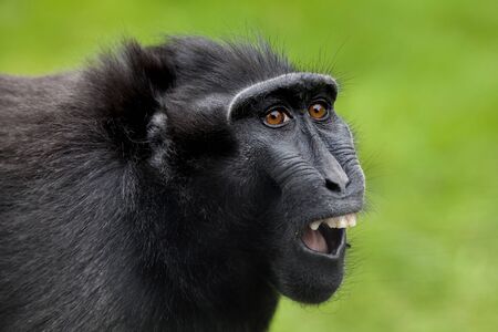 Crested macaqueの写真素材