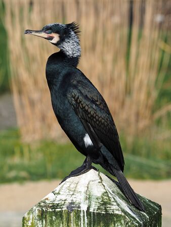 Cormorantの写真素材