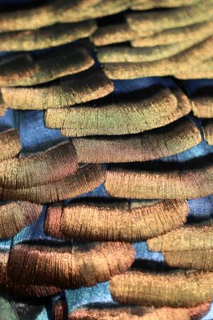 Meleagris ocellata feathers