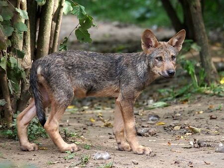 Wolf