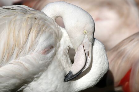 Flamingoの写真素材