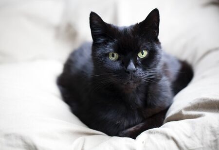 Black catの写真素材