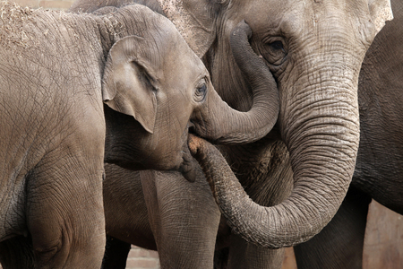 Elephantsの写真素材