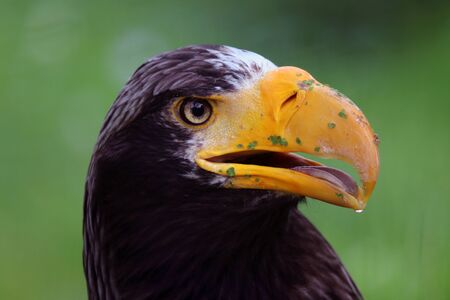 Steller's Sea Eagleの写真素材