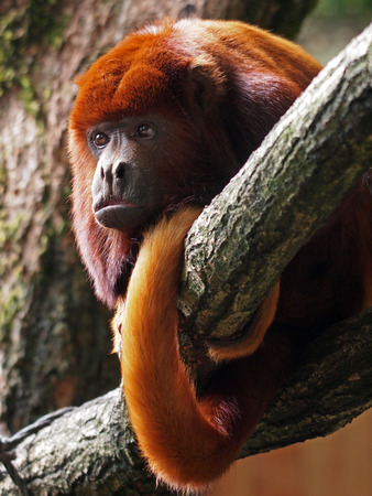 Red howler monkeyの写真素材