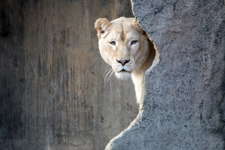 White Lionの写真素材