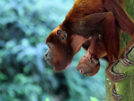 Red howler monkey mother with babyの写真素材