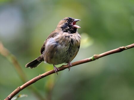 singing birdの写真素材