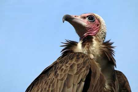 White headed vultureの写真素材