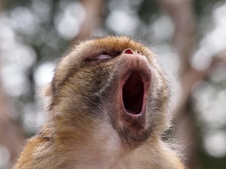 baboonの写真素材