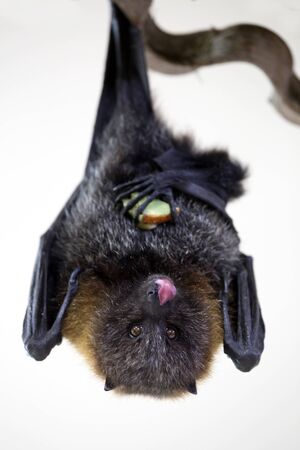 fruitbatの写真素材