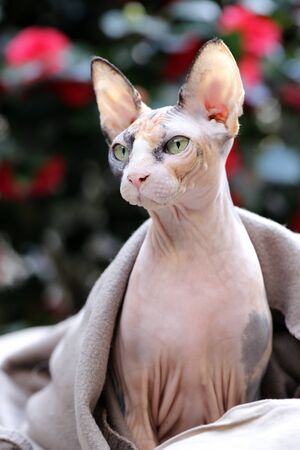 sphynxの写真素材