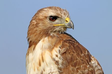 Red-tailed hawkの写真素材