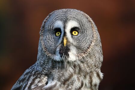 Great gray owl portraitの写真素材