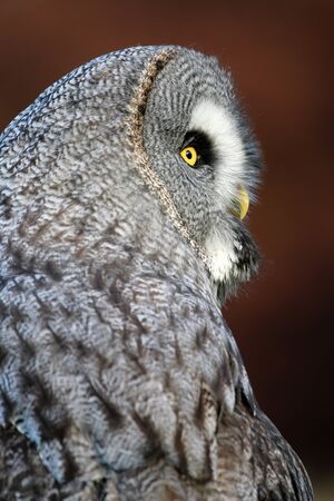 Great gray owl portraitの写真素材