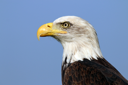 sea eagleの写真素材