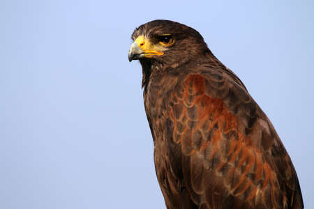 Striated caracaraの写真素材