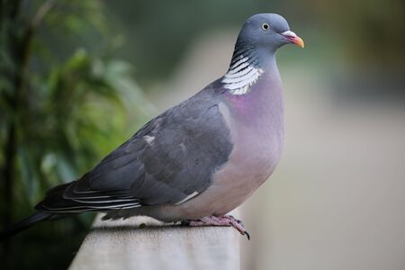 ring Doveの写真素材