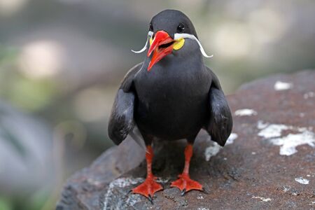 Inca sternの写真素材