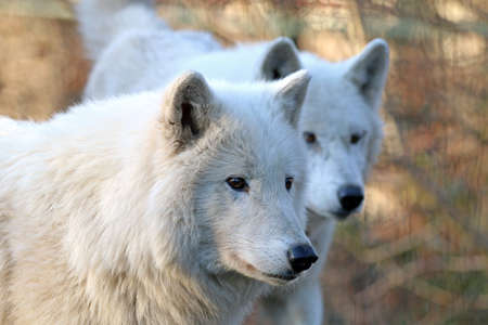 White wolves in wildlife reservationの写真素材