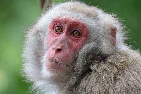 Cute Japanese monkeyの写真素材