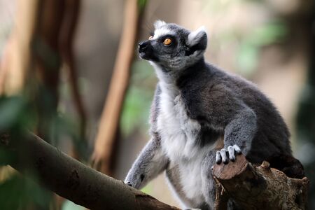 ring-tailed lemur