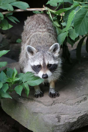 raccoonの写真素材
