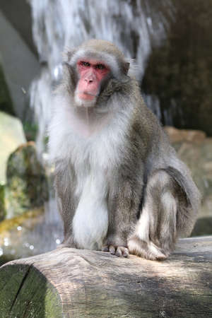 Cute Japanese monkey