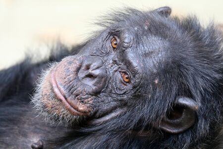 Chimpanzeeの写真素材