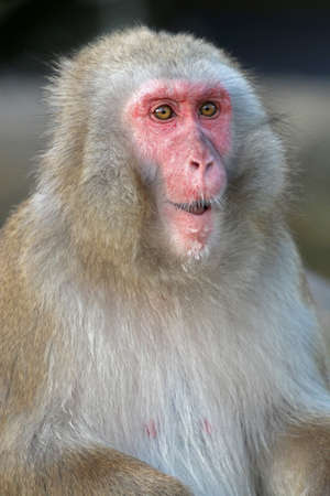 Cute Japanese monkey