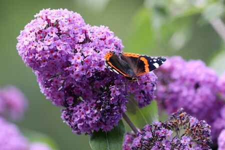 atalanta on purple flower
