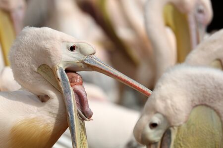 Pink birds pelicansの写真素材
