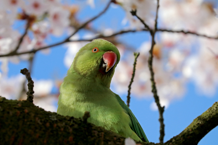 Rose-ringed parakeetの写真素材